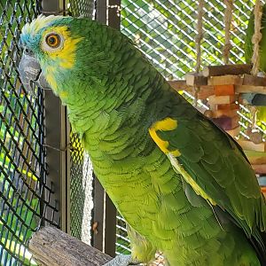 The Wonder Gardens - Turquoise-fronted Amazon