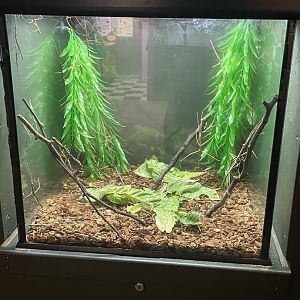 Annam Walking Stick Tank