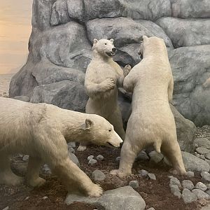 Polar Bears