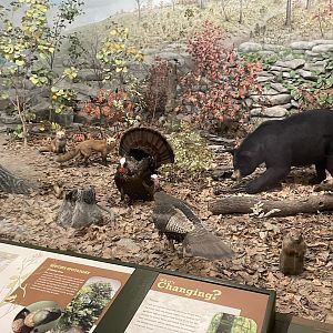 Eastern Deciduous Forest