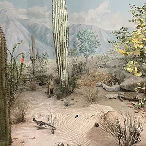 Sonoran Desert