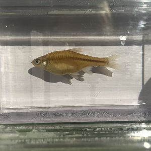 Preserved Topeka Shiner