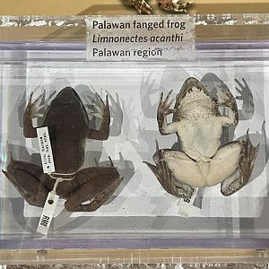 Palawan Fanged Frog