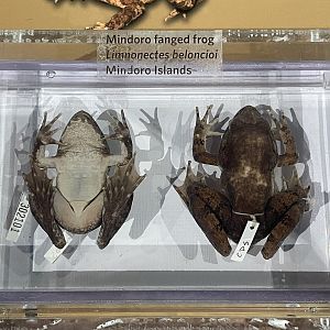 Mindoro Fanged Frog