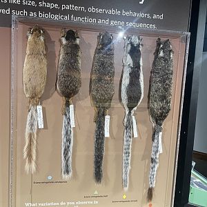 Variegated Squirrels