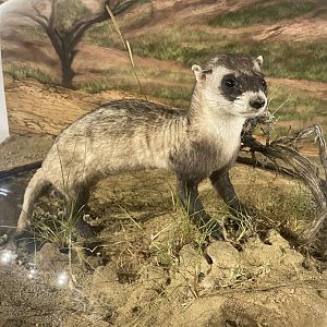Black-footed Ferret