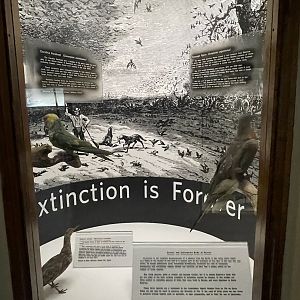 Extinct Birds Display Case