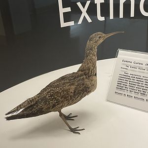 Eskimo Curlew