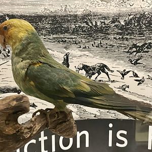 Carolina Parakeet