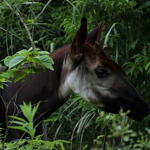 okapi
