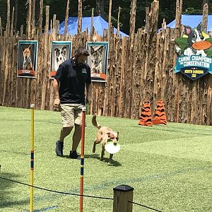 Dog Show in Action