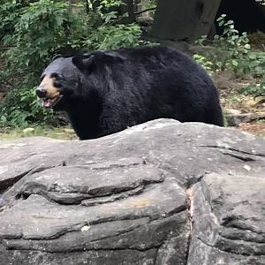 American Black Bear