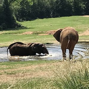 Elephants Cooling Off