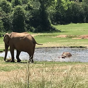 Elephant Submerged in Pool