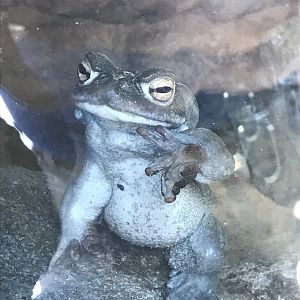 Colorado River Toad