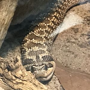 Western Hognose Snake