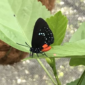 Atala Butterfly in Butterfly Garden