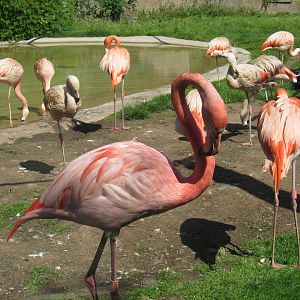 American Flamingo