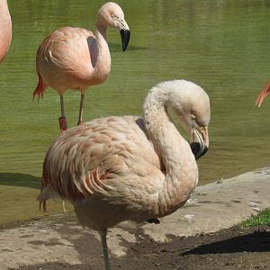 Chilean Flamingo