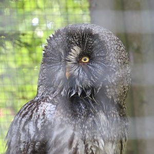 Great Grey Owl
