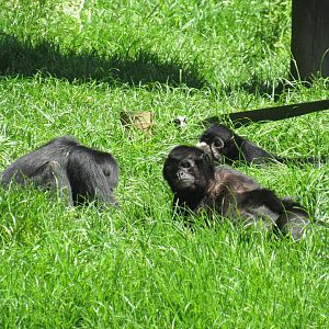 Colombian Black Spider Monkey