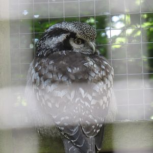 Northern Hawk Owl