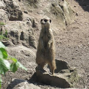 Meerkat