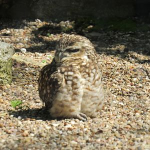 Burrowing Owl
