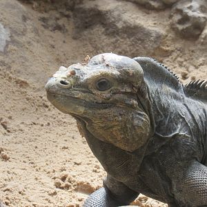 Rhinoceros Iguana