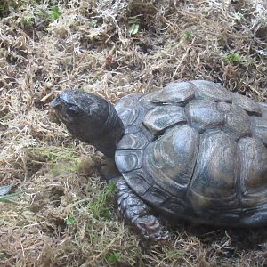 Coahuilian Box Turtle