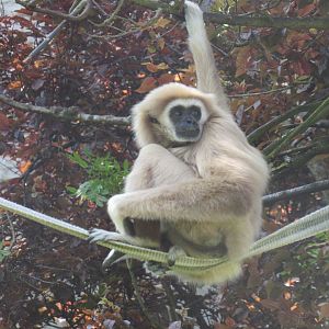 Lar Gibbon