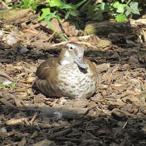Ringed Teal