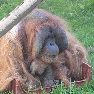 Bornean Orangutan
