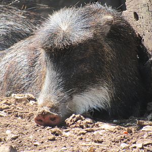 White-Lipped Peccary