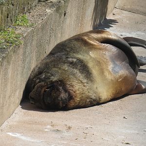 Patagonian Sea Lion
