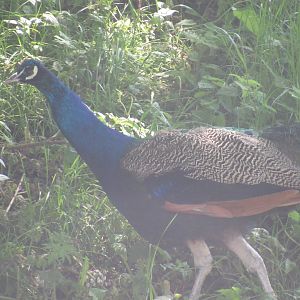 Indian Peafowl