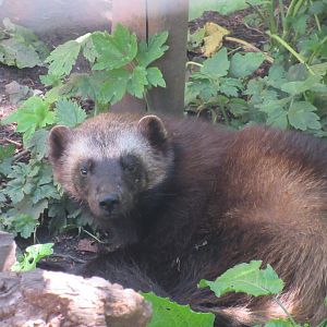 Eurasian Wolverine