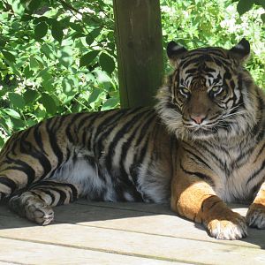 Sumatran Tiger - Daseep