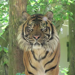 Sumatran Tiger - Joao