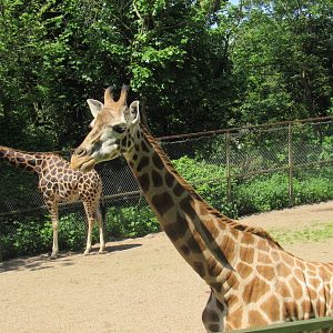 Rothschild’s Giraffe