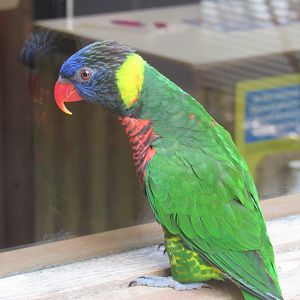 Green-Naped Lorikeet