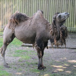 Bactrian Camel