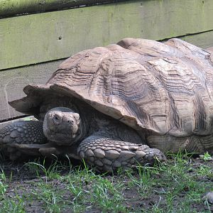 African Spurred Tortoise