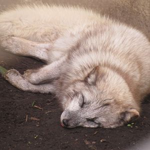 Arctic Fox