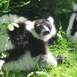 Black-and-White Ruffed Lemur