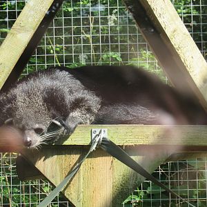 Binturong