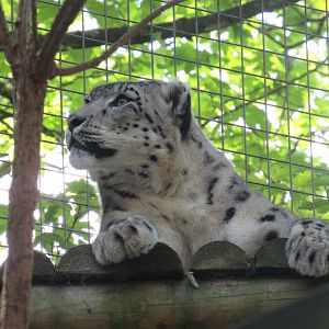 Snow Leopard