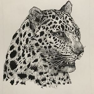 Amur Leopard Portrait