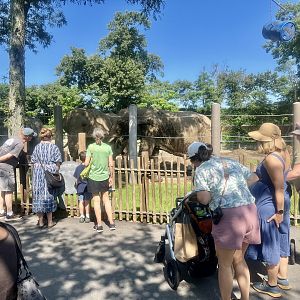 Viewing African Elephants-just beyond the trees is Interstate 95