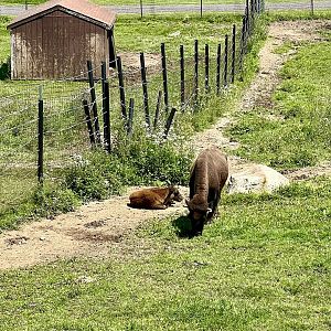 Bison cow with calf